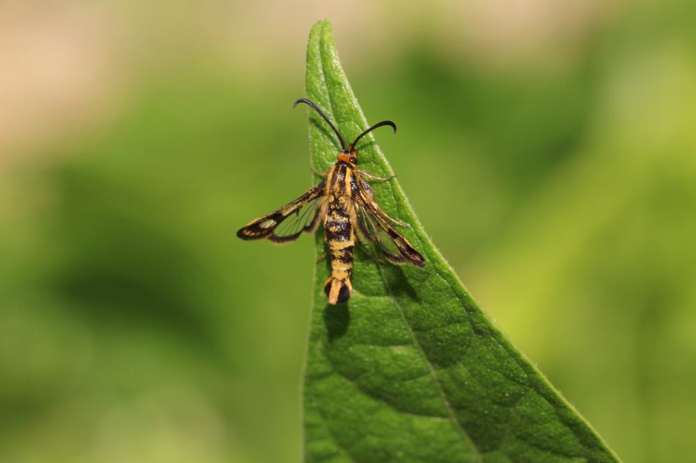Sésie empiforme (La) Chamaesphecia empiformis (Esper, 1783)