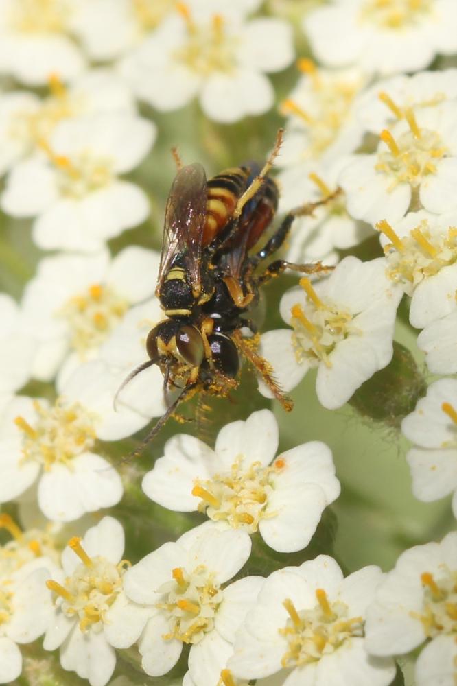  Dinetus pictus (Fabricius, 1793)