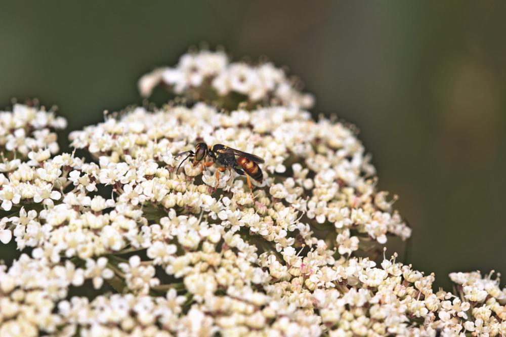  Dinetus pictus (Fabricius, 1793)