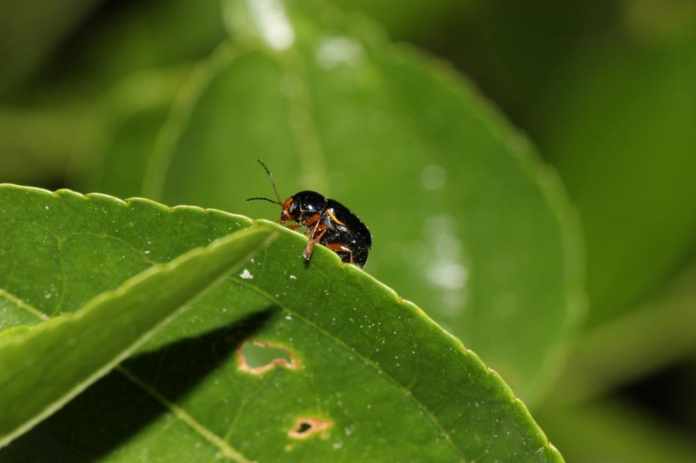 Cryptocephalus flavipes Fabricius, 1781