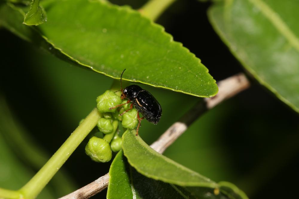Cryptocephalus flavipes Fabricius, 1781