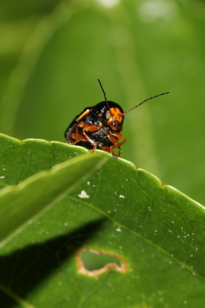  Cryptocephalus flavipes Fabricius, 1781