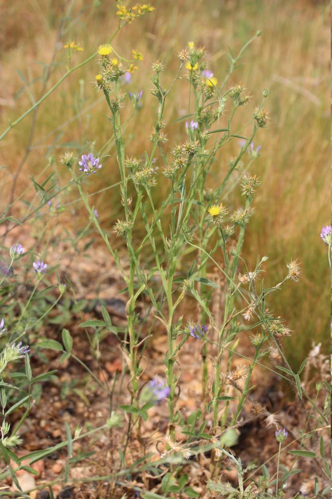 La Centaurée de Malte Centaurea melitensis L., 1753