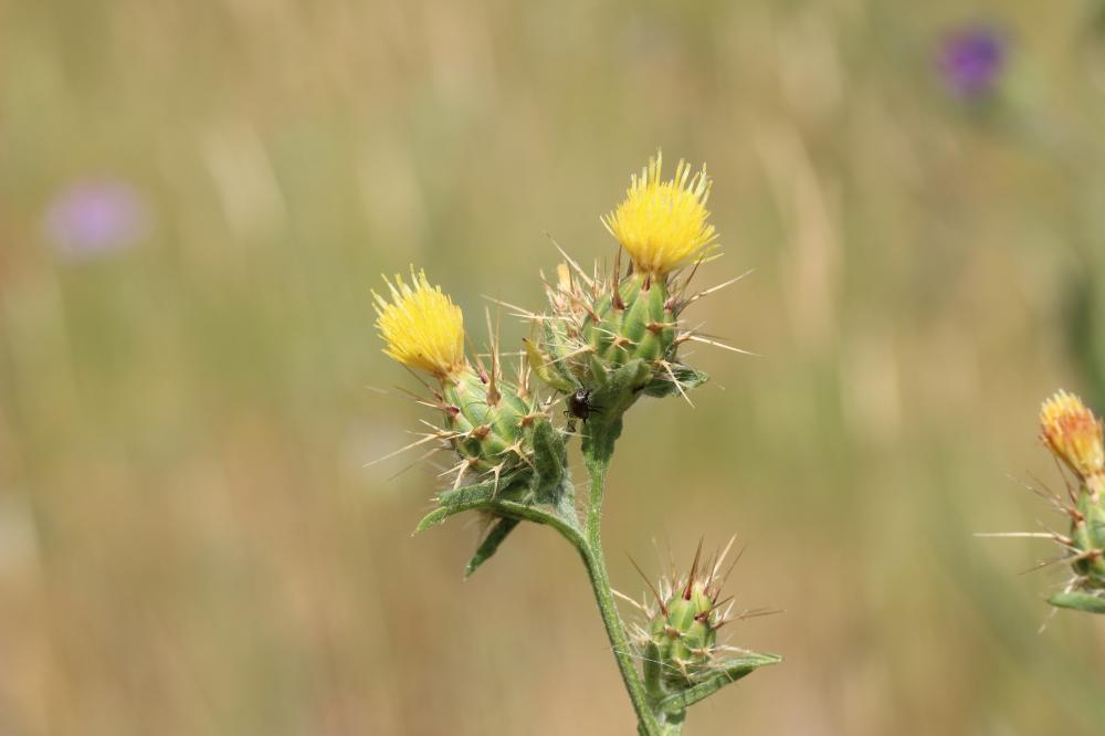 Centaurée de Malte Centaurea melitensis L., 1753