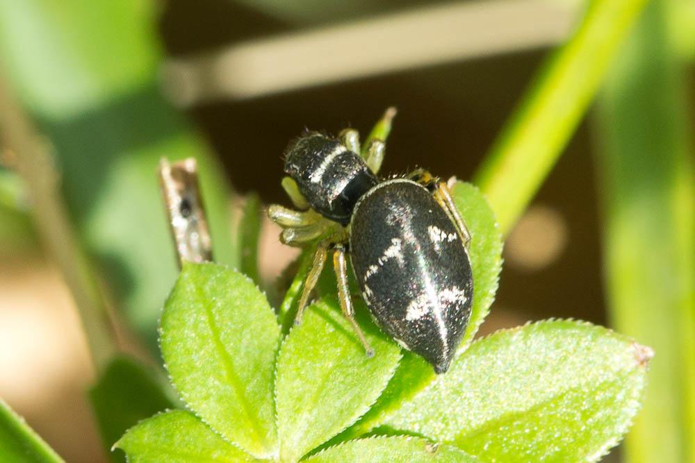 Saltique cuivré Heliophanus cupreus (Walckenaer, 1802)