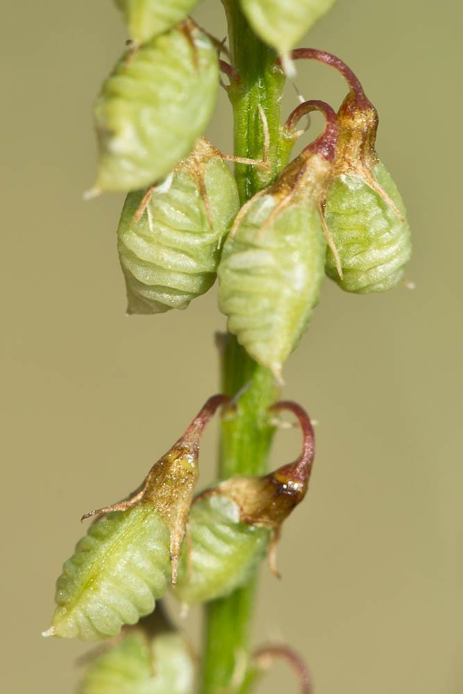 Mélilot jaune Trigonella officinalis (L.) Coulot & Rabaute, 2013