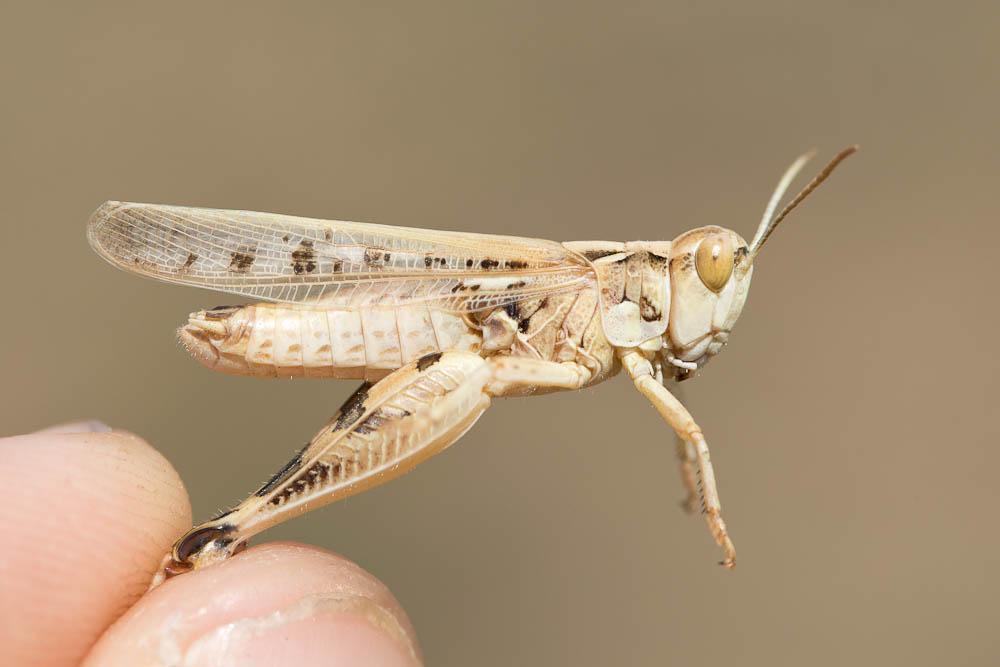 Criquet marocain, Stauronote, Criquet ravageur Dociostaurus maroccanus (Thunberg, 1815)