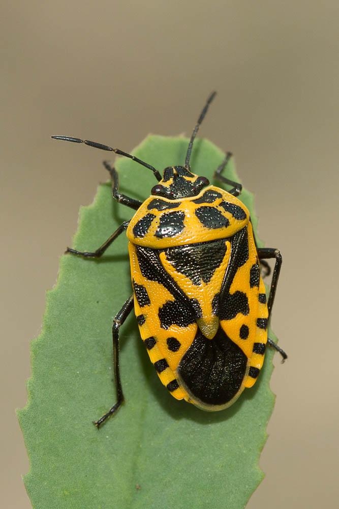 Eurydema ventralis Kolenati, 1846