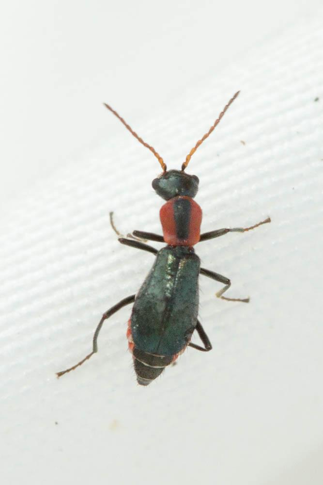 Cyrtosus cyanipennis (Erichson, 1840)