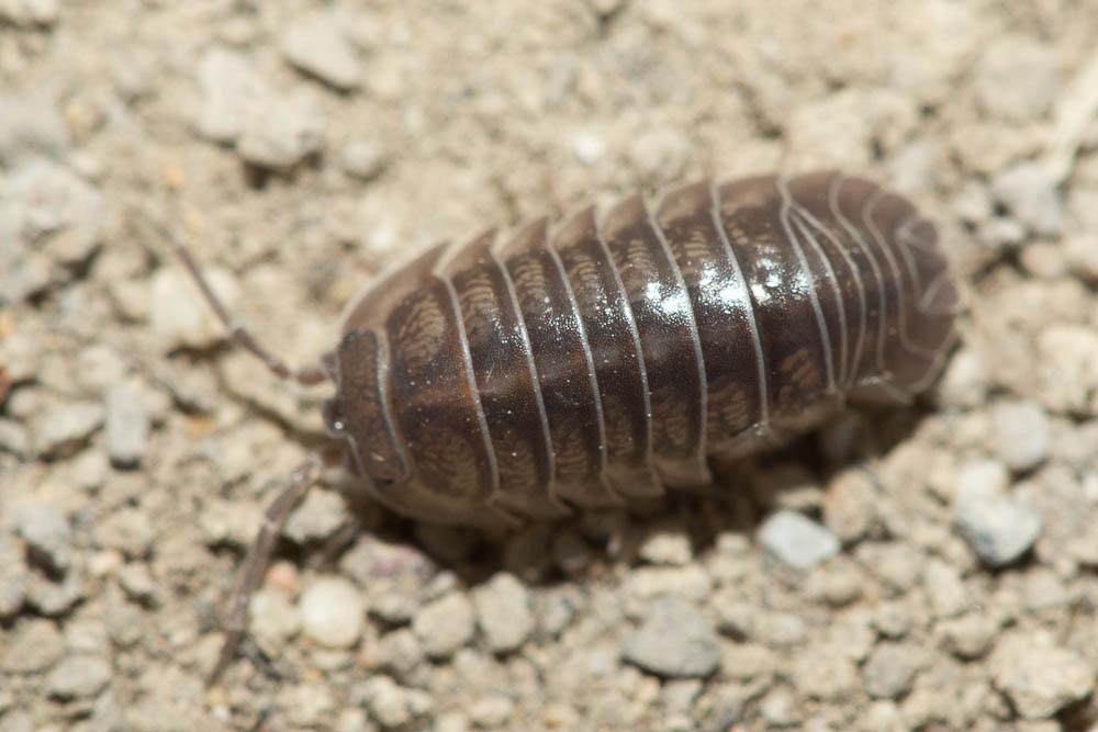 Armadillidium nasatum Budde-Lund, 1885