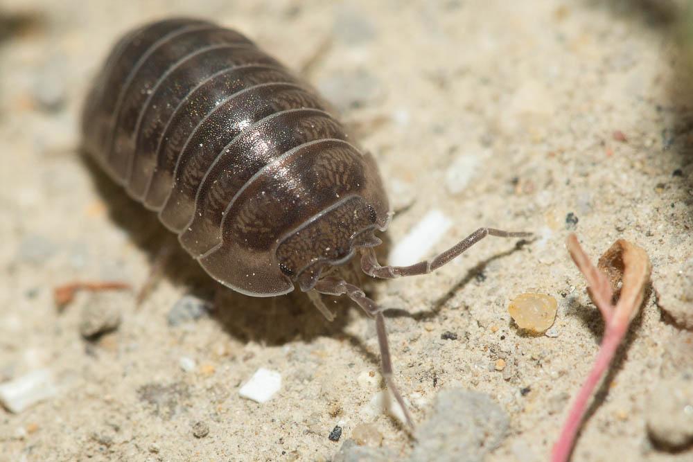 Armadillidium nasatum Budde-Lund, 1885