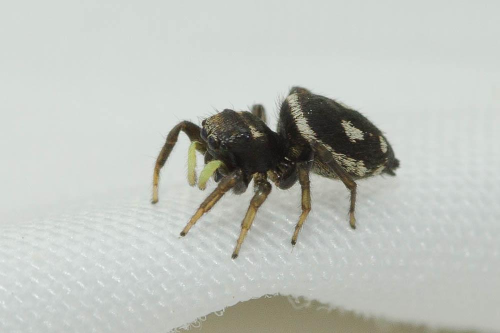  Heliophanus apiatus Simon, 1868