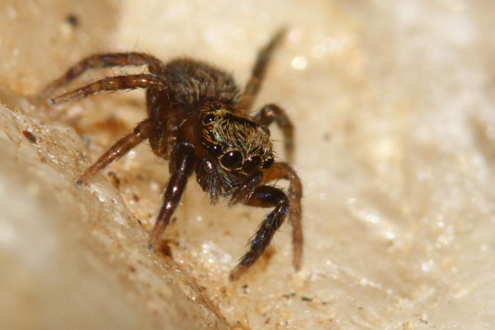 Euophrys 