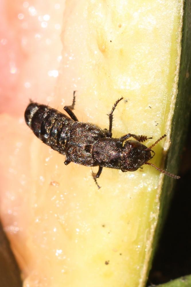  Ontholestes Ganglbauer, 1895