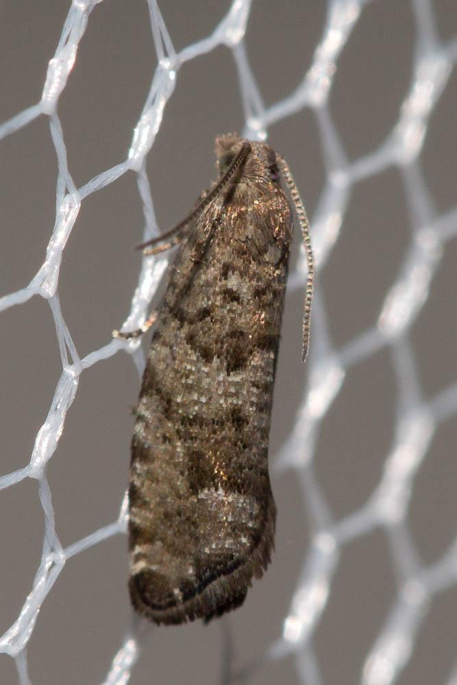 Epinotia nemorivaga (Tengström, 1848)