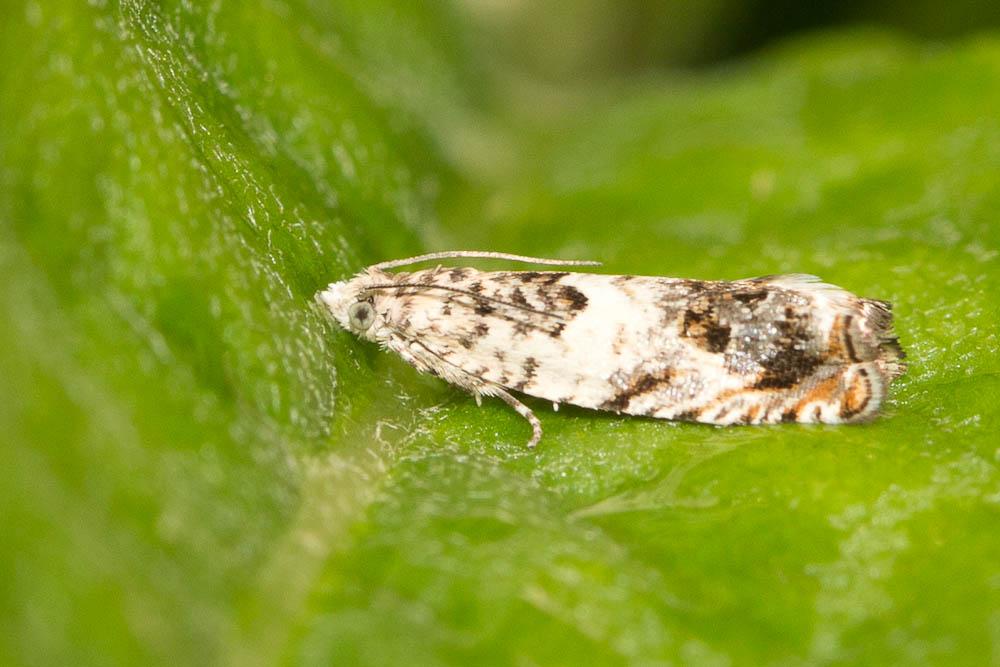 Epinotia subocellana (Donovan, 1806)