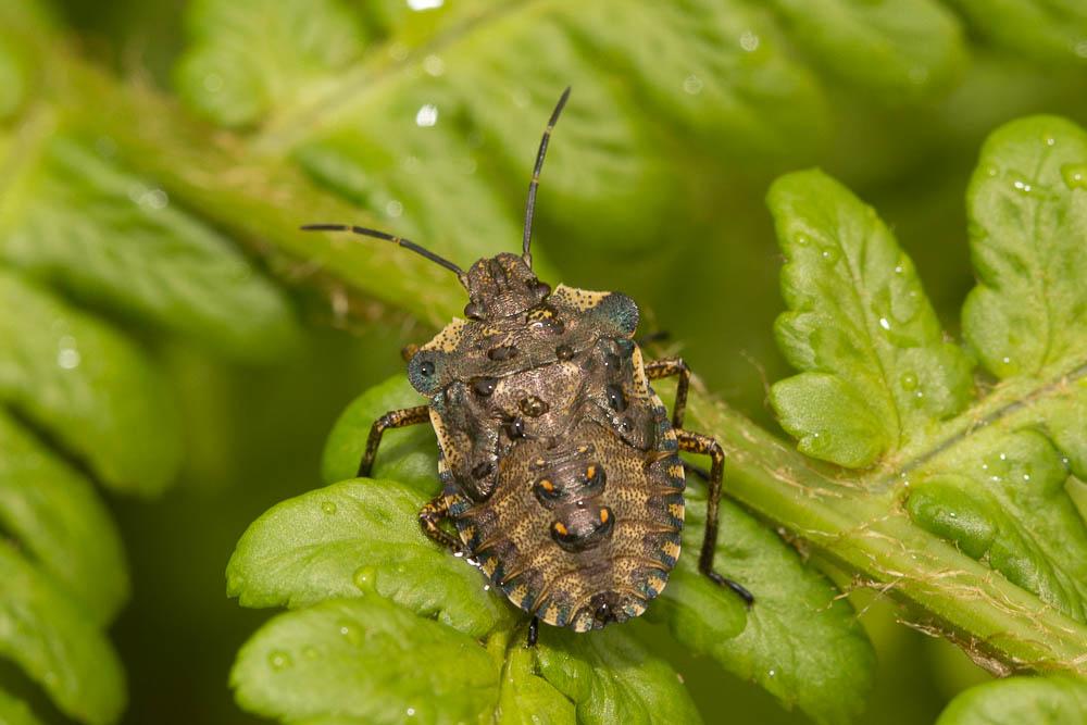 Punaise à pattes rousses, Punaise des bois Pentatoma rufipes (Linnaeus, 1758)