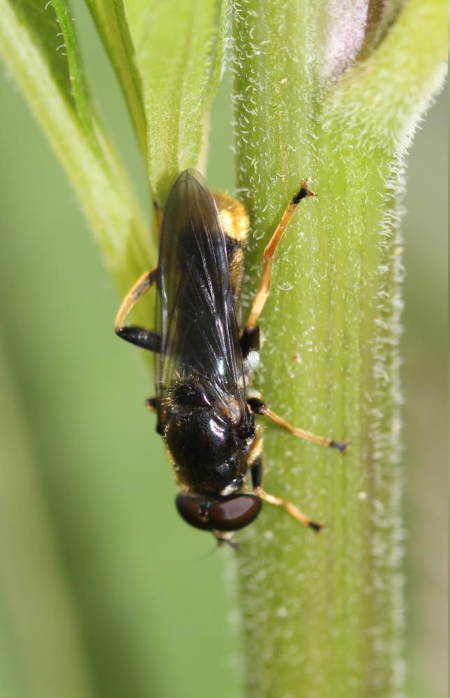  Xylota xanthocnema Collin, 1939
