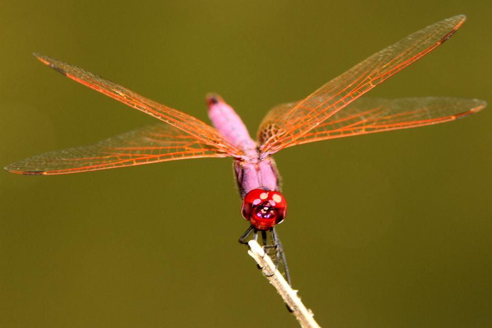 Trithémis annelé (Le) Trithemis annulata (Palisot de Beauvois, 1807)