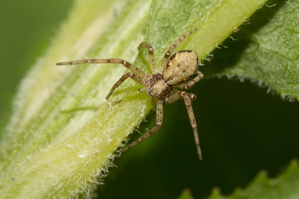  Philodromus cespitum (Walckenaer, 1802)