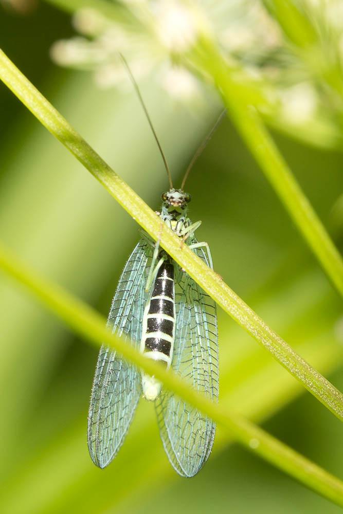 Lion des pucerons Chrysopa perla (Linnaeus, 1758)