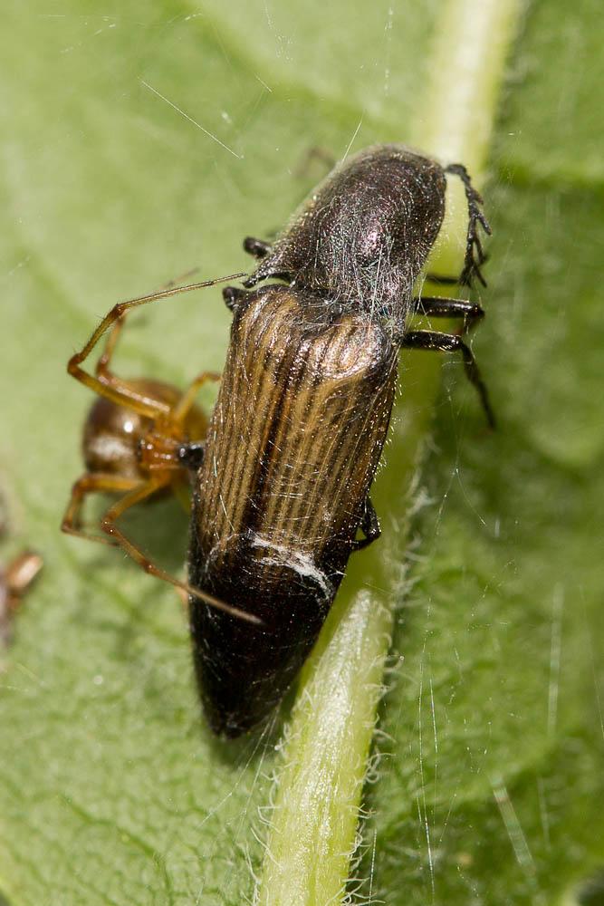 Ctenicera cuprea (Fabricius, 1775)