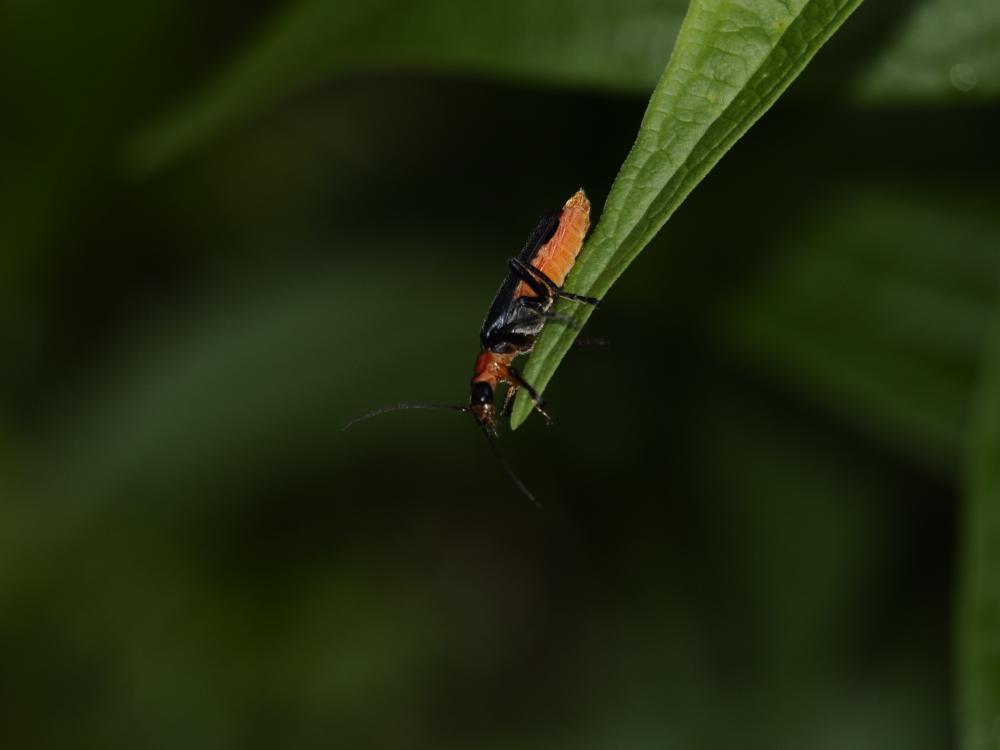  Ancistronycha abdominalis (Fabricius, 1798)