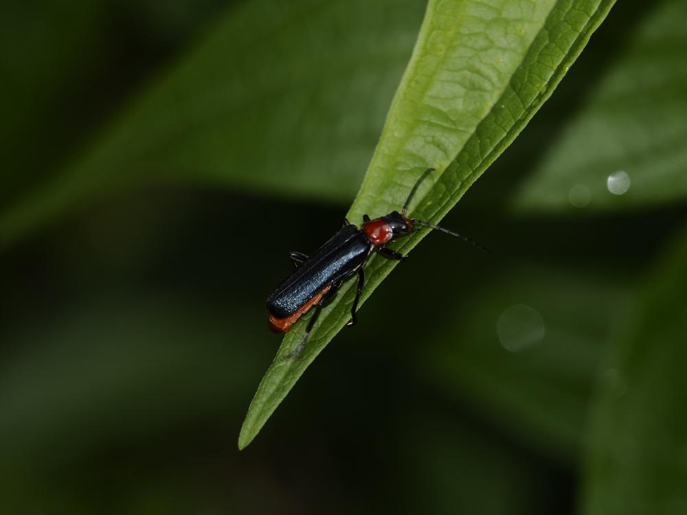  Ancistronycha abdominalis (Fabricius, 1798)