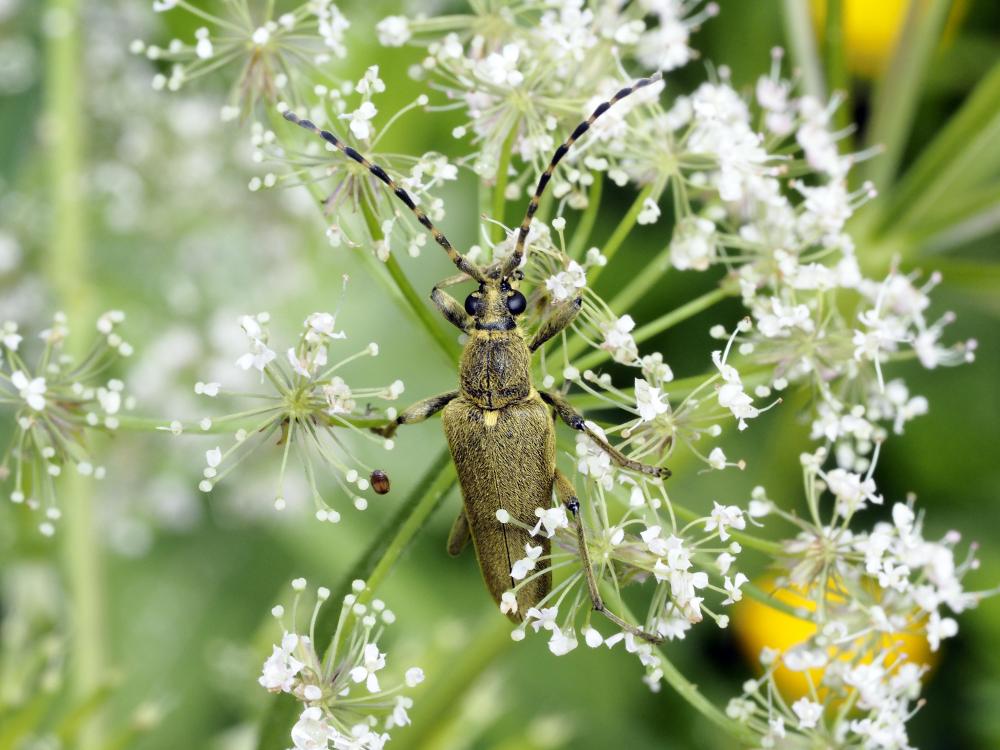 Lepturobosca virens (Linnaeus, 1758)
