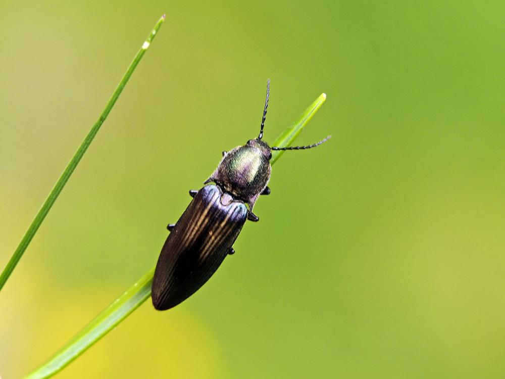 Ctenicera cuprea (Fabricius, 1775)