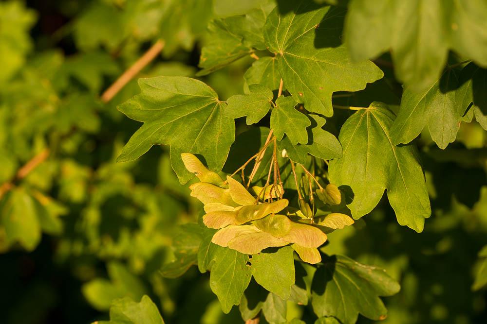 Érable champêtre, Acéraille Acer campestre L., 1753