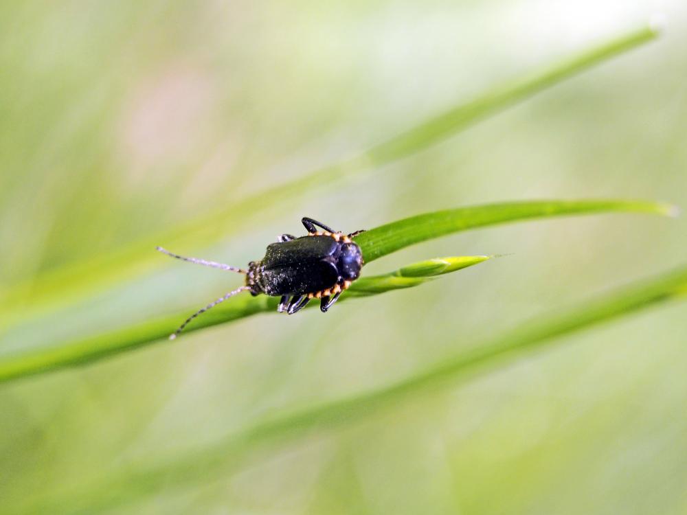  Cantharis tristis Fabricius, 1798