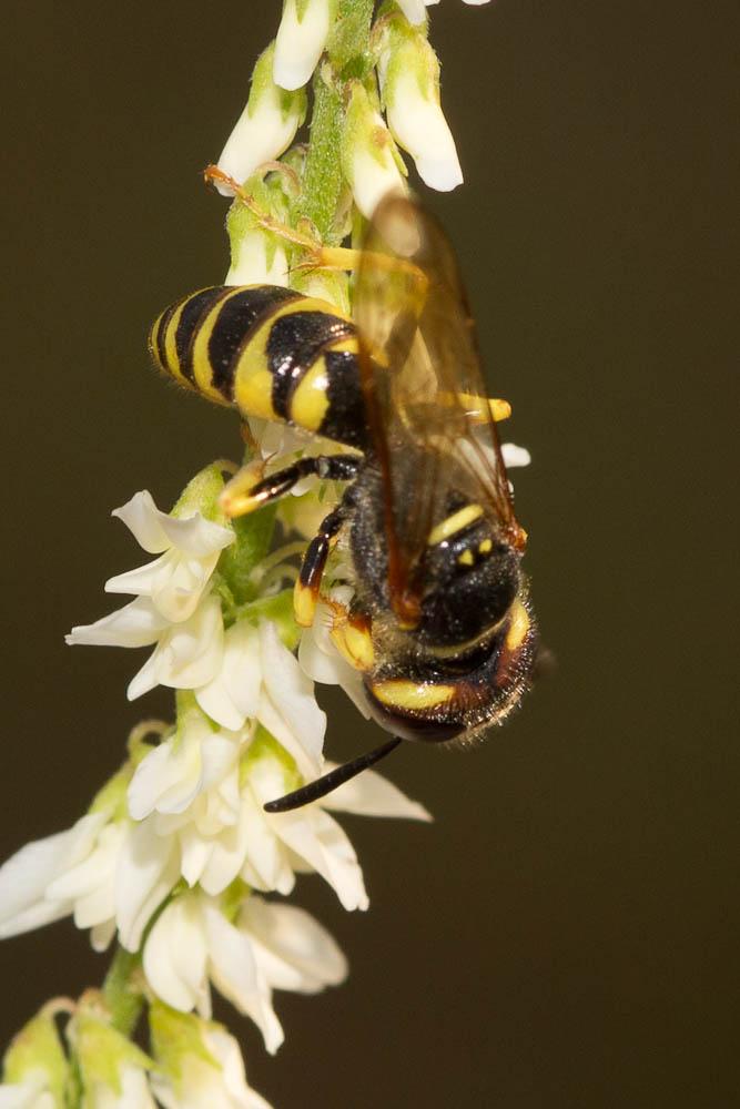 Philanthus triangulum (Fabricius, 1775)