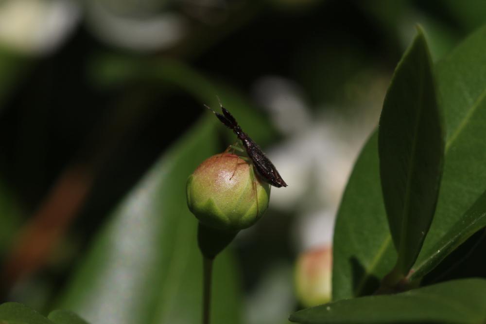 Le  Heterotoma planicornis (Pallas, 1772)