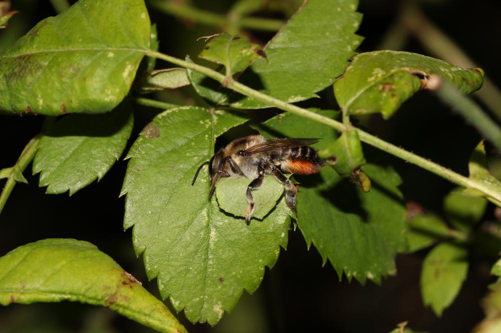  Megachile maritima (Kirby, 1802)