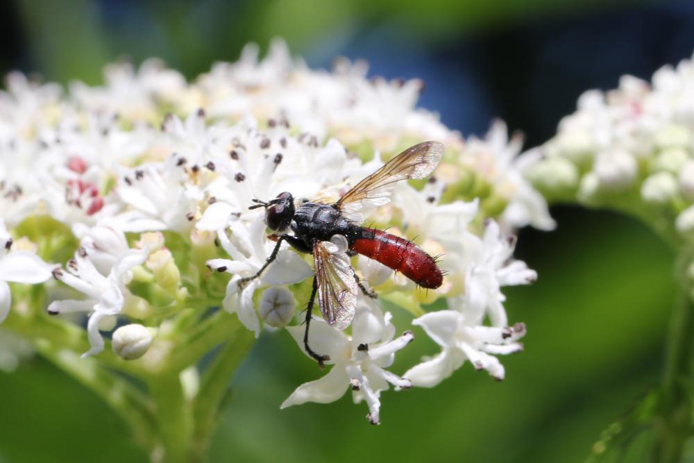 Cylindromyia bicolor (Olivier, 1812)