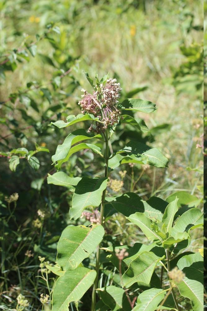 Herbe à la ouate, Herbe aux perruches Asclepias syriaca L., 1753