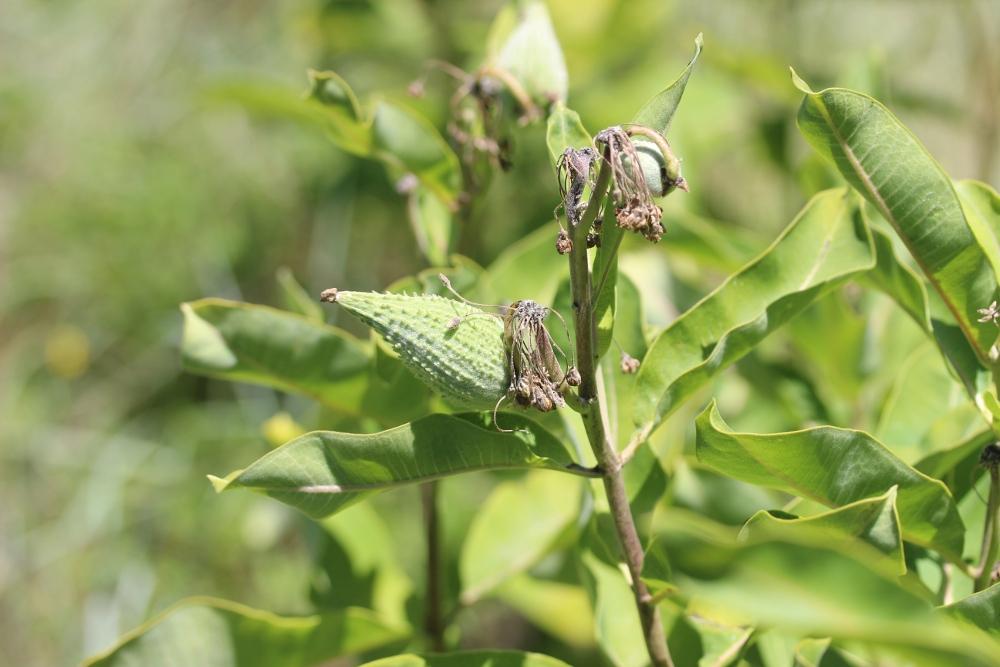 Herbe à la ouate, Herbe aux perruches Asclepias syriaca L., 1753
