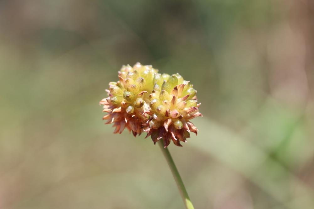 Ail des vignes, Oignon bâtard Allium vineale L., 1753