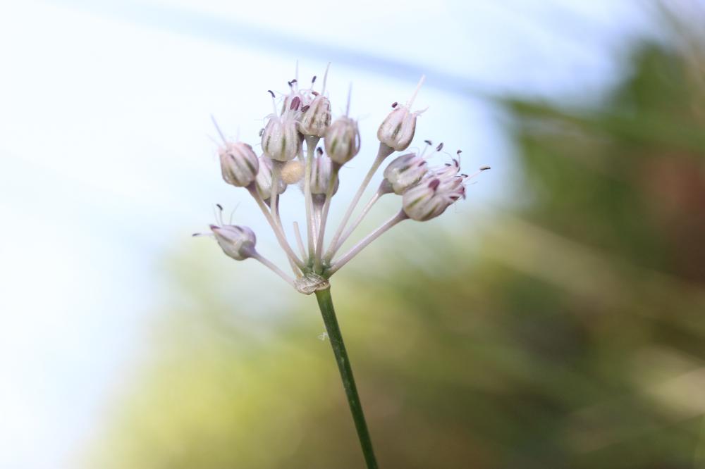Ail des vignes, Oignon bâtard Allium vineale L., 1753