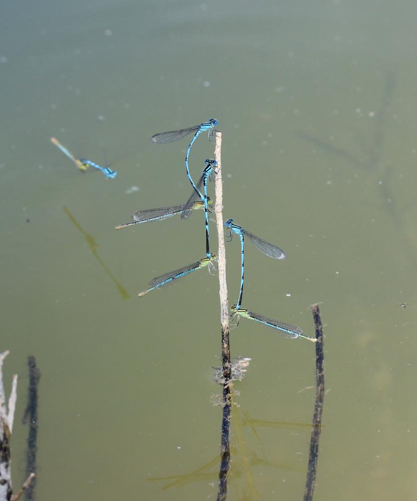 Agrion de Vander Linden, Naïade de Vander Linden Erythromma lindenii (Selys, 1840)