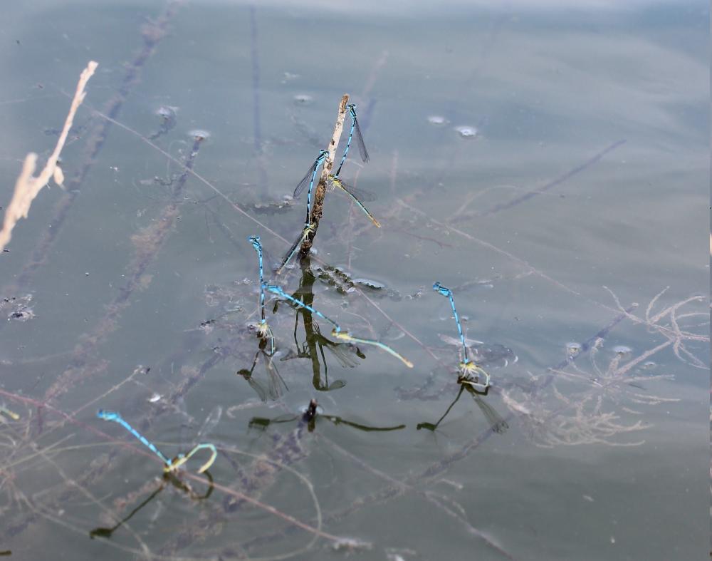 Agrion de Vander Linden, Naïade de Vander Linden Erythromma lindenii (Selys, 1840)