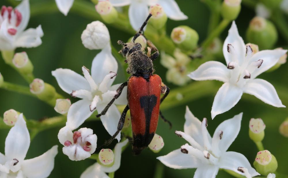 Stictoleptura cordigera (Fuessly, 1775)