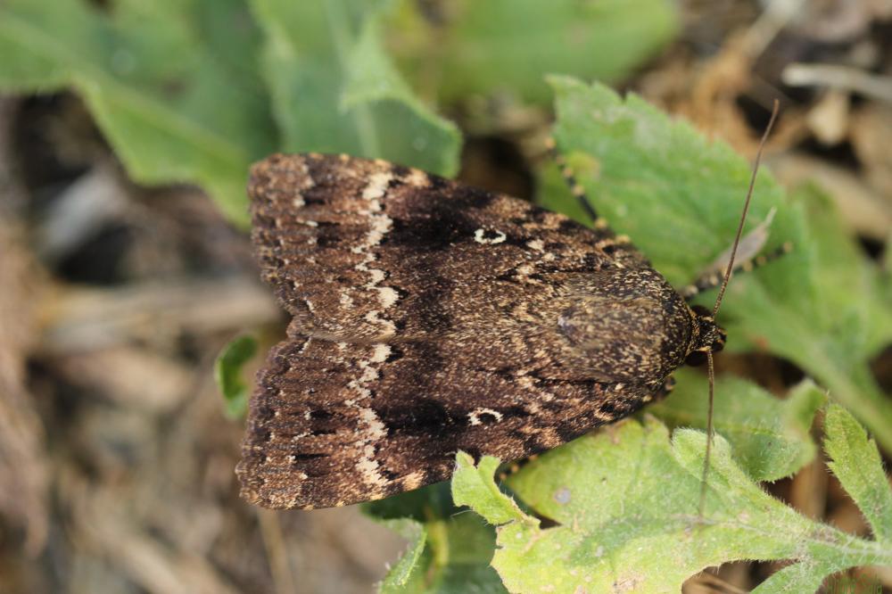 Pyramide (La) Amphipyra pyramidea (Linnaeus, 1758)