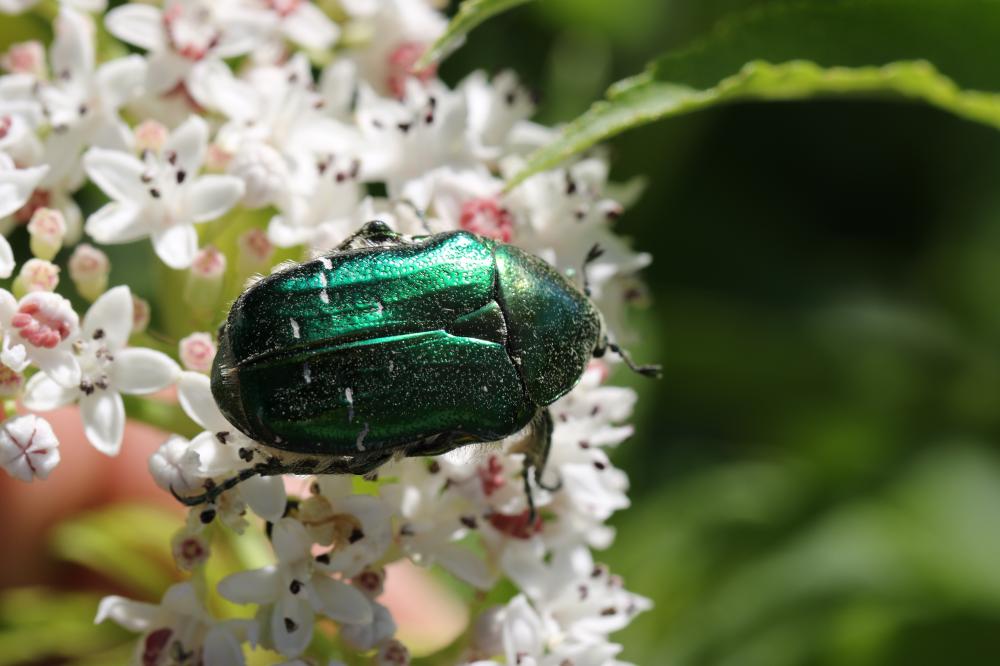 Cétoine dorée (la), Hanneton des roses Cetonia aurata (Linnaeus, 1758)