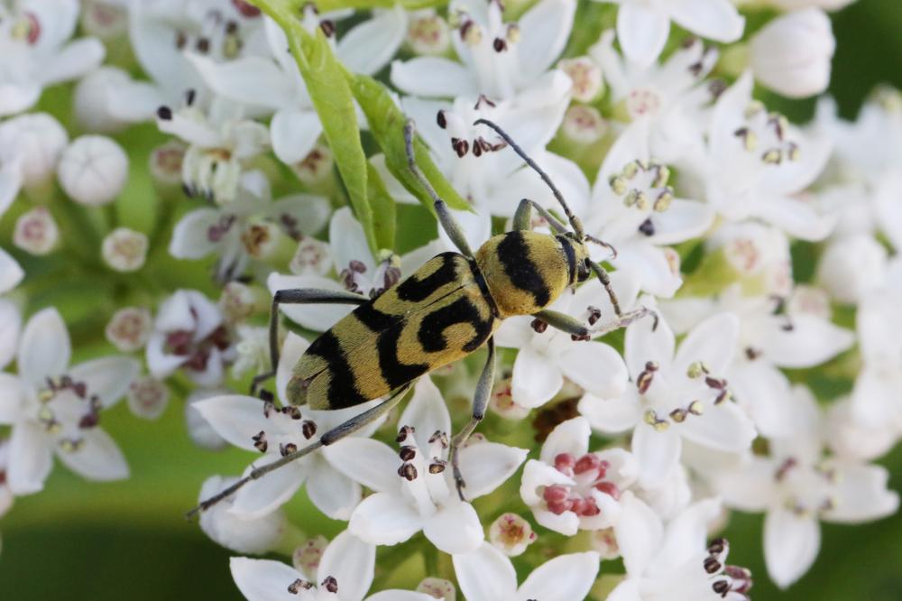 Clyte varié Chlorophorus varius (Müller, 1766)