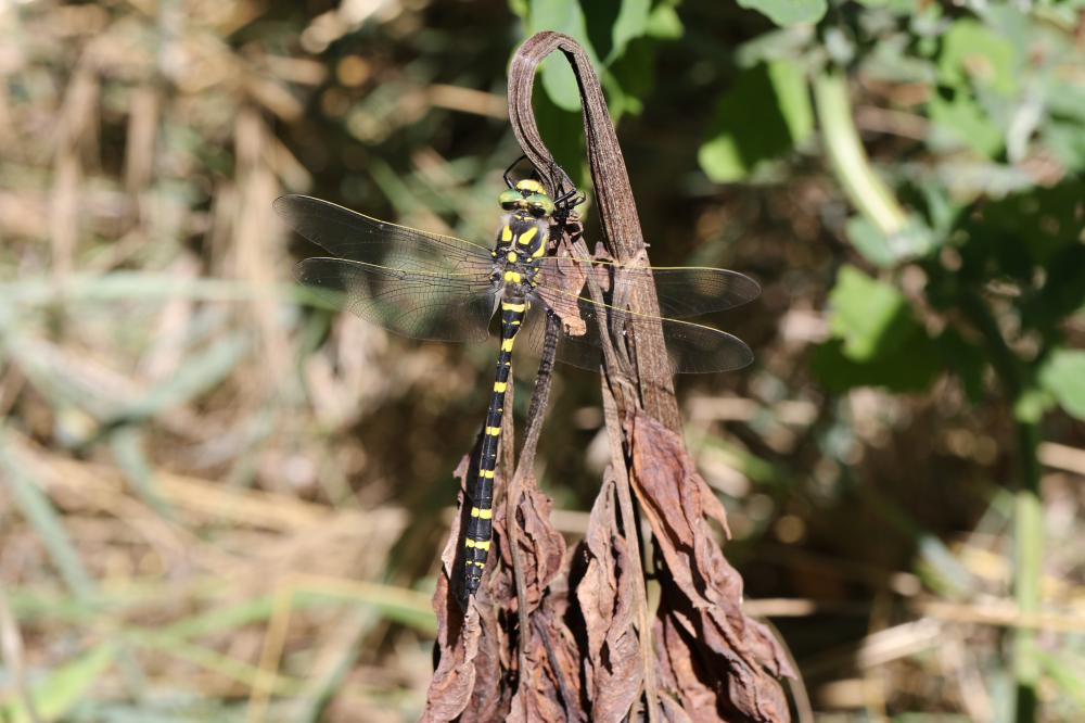 Cordulégastre annelé (Le) Cordulegaster boltonii (Donovan, 1807)