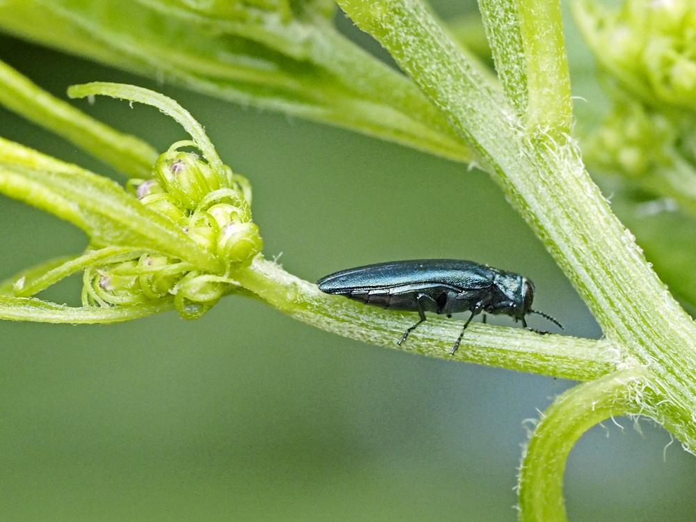  Agrilus Curtis, 1825