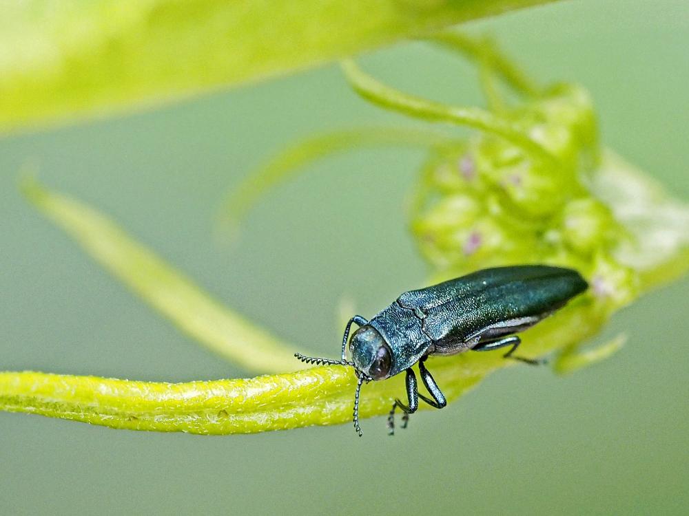  Agrilus Curtis, 1825