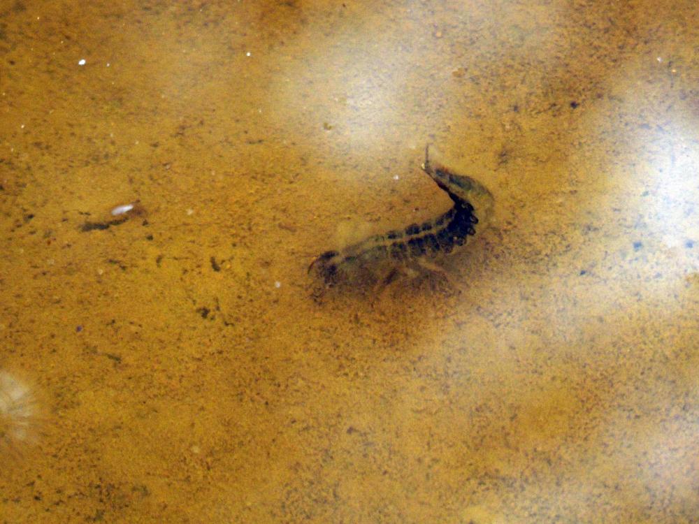 Dytiscus Linnaeus, 1758